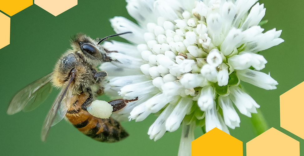 9th Annual Honeybee Festival